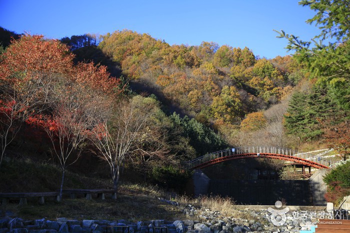 붉은 아치 다리와 물든 나무가 있는 산비탈